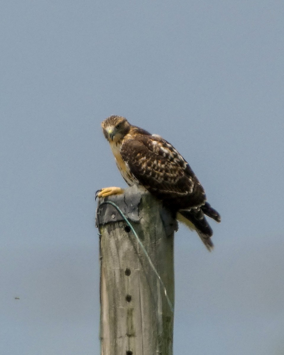 Red-tailed Hawk - ML620547549