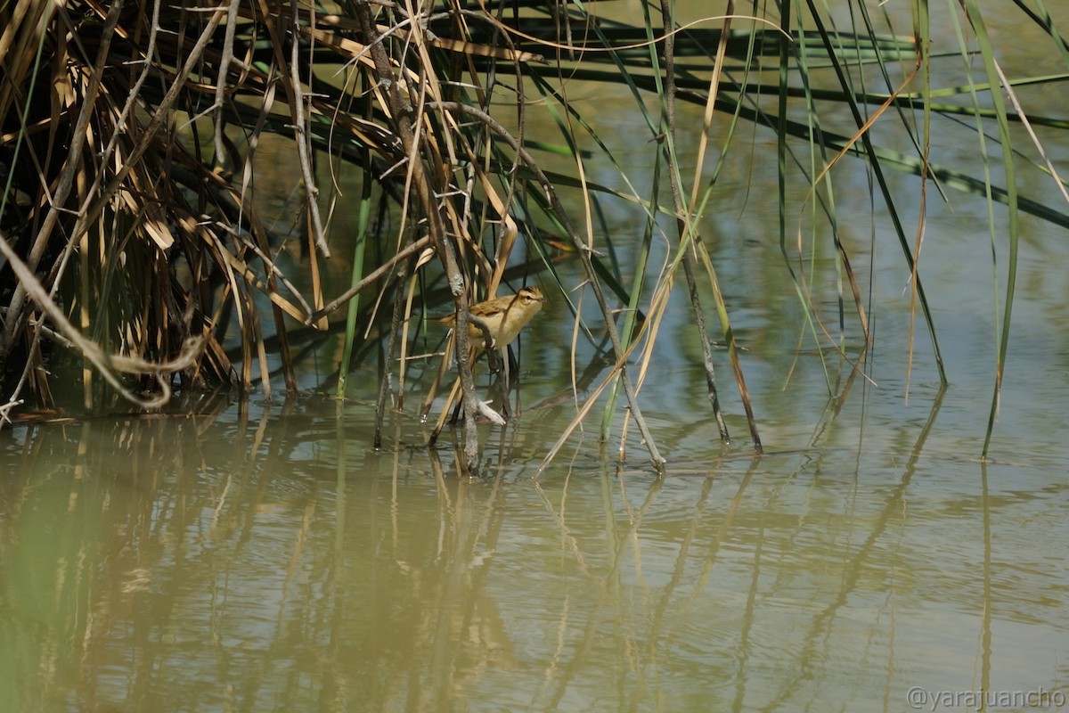 Sedge Warbler - ML620547552