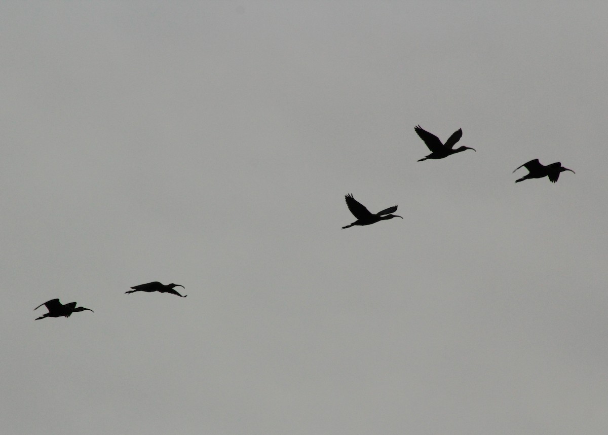 White-faced Ibis - ML620547553