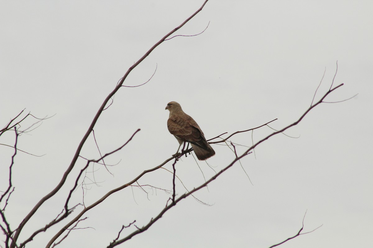 Chimango Caracara - ML620547560