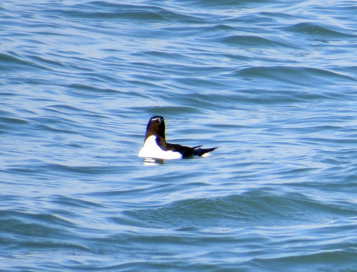 Razorbill - ML620547562