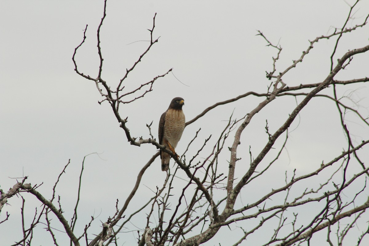 Roadside Hawk - ML620547567