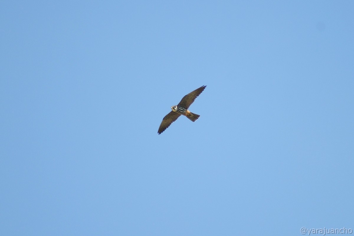 Eurasian Hobby - ML620547572