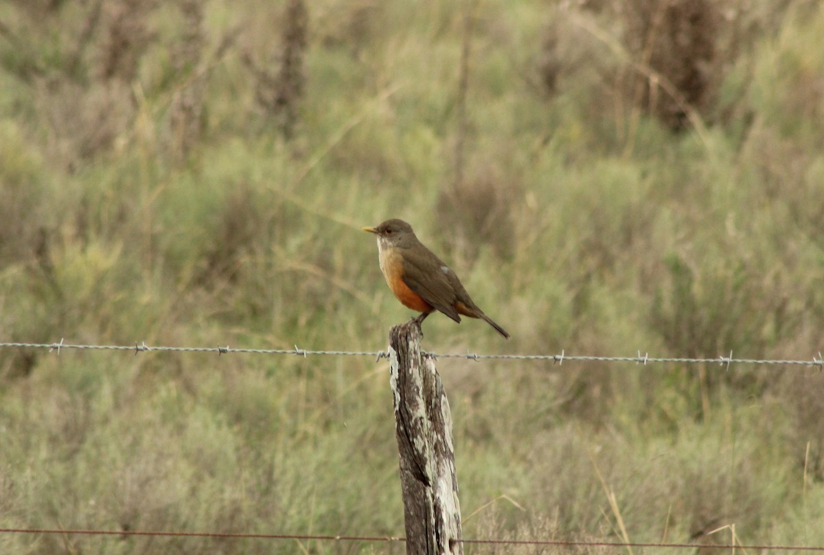 Rufous-bellied Thrush - ML620547573