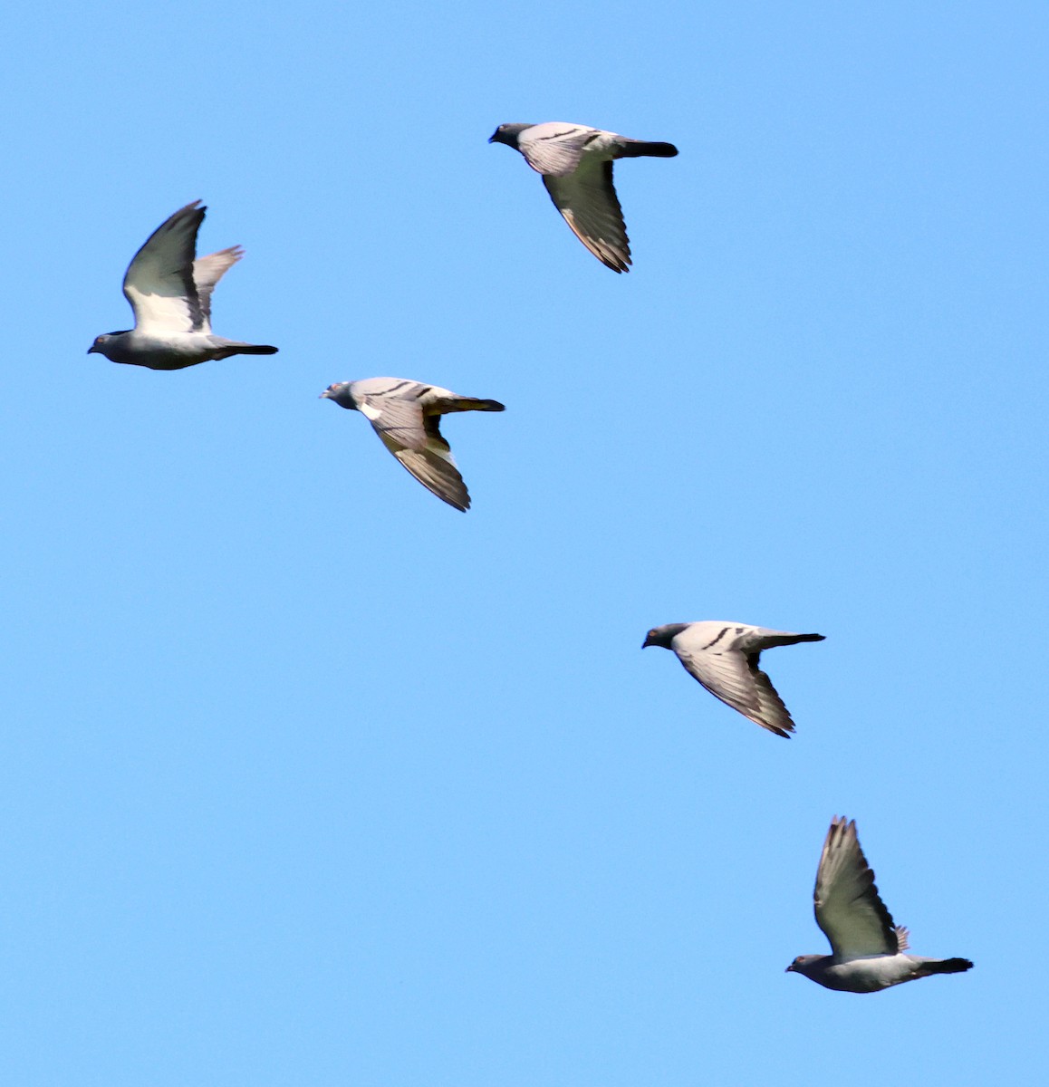 Rock Pigeon (Feral Pigeon) - ML620547578