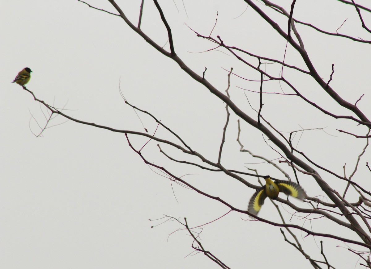 Hooded Siskin - ML620547583