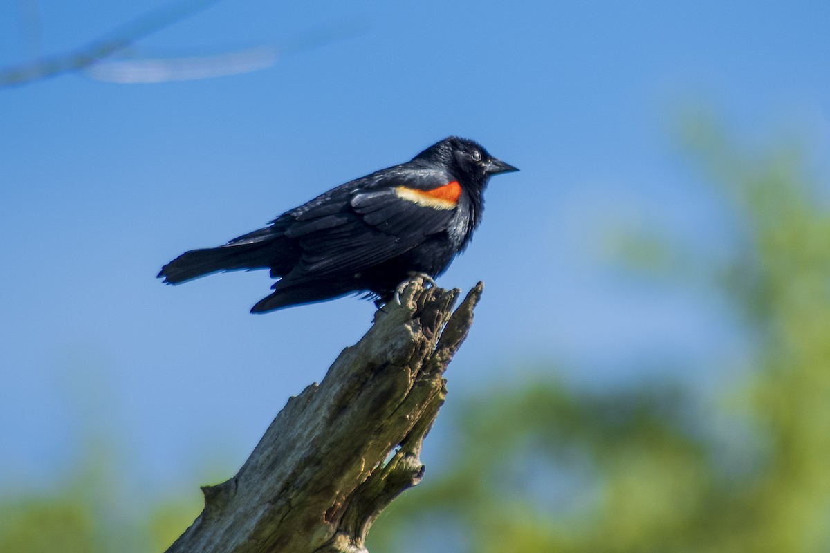 Red-winged Blackbird - ML620547590