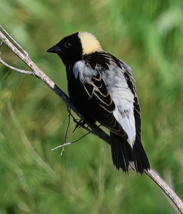 Bobolink - Charlotte Byers