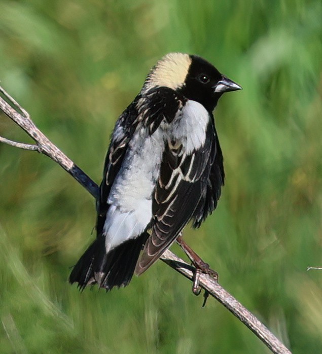 Bobolink - ML620547592