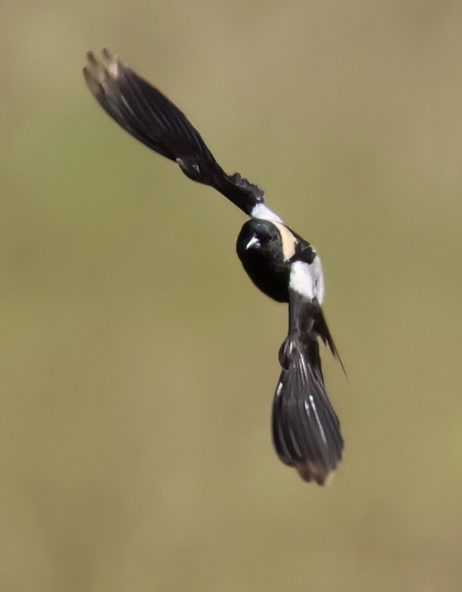 Bobolink - ML620547593