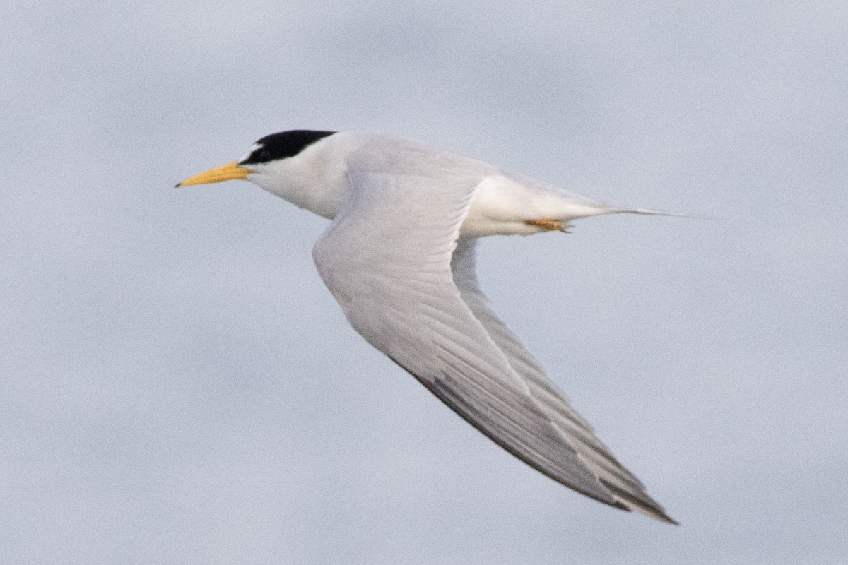 Least Tern - ML620547597