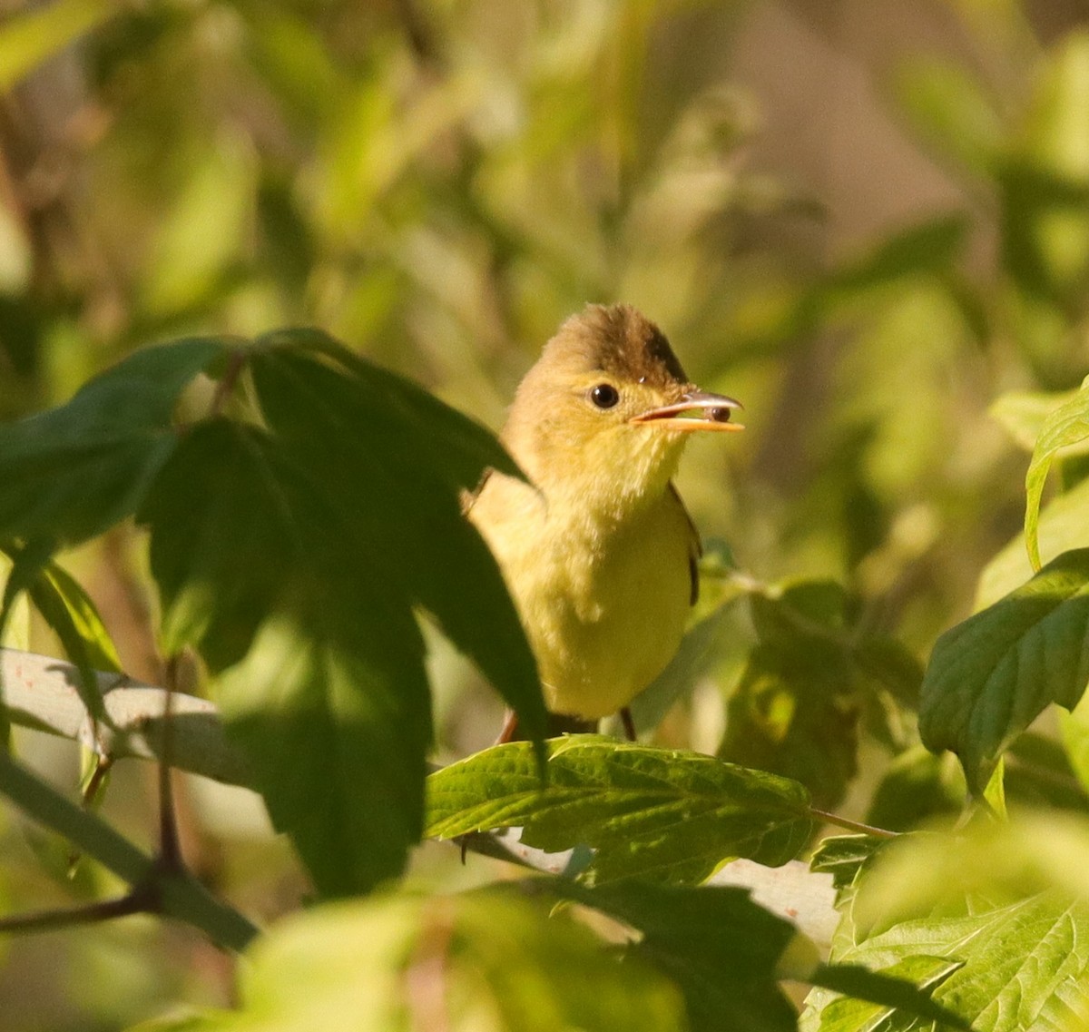 Melodious Warbler - ML620547600