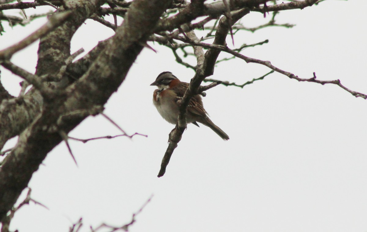 Rufous-collared Sparrow - ML620547602