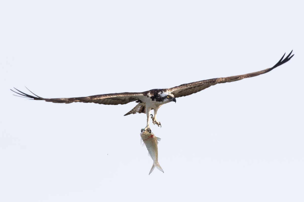 Águila Pescadora (carolinensis) - ML620547603