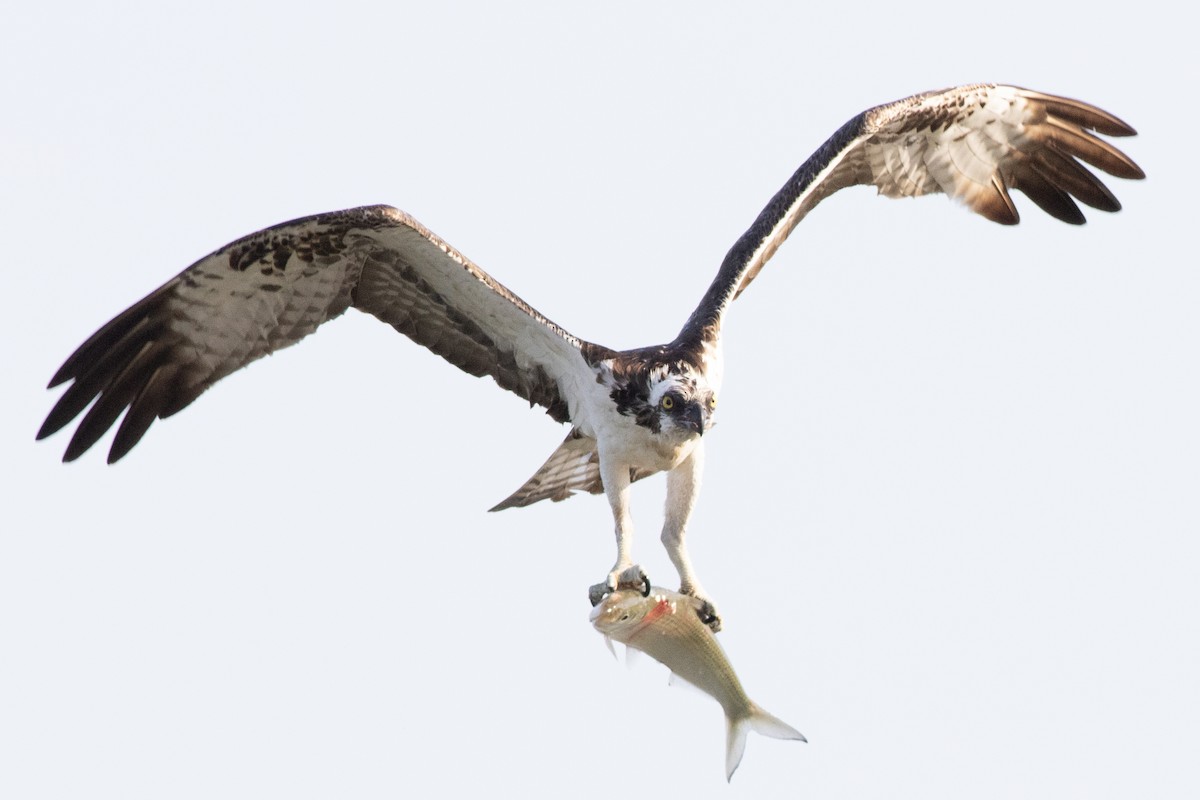 Águila Pescadora (carolinensis) - ML620547605