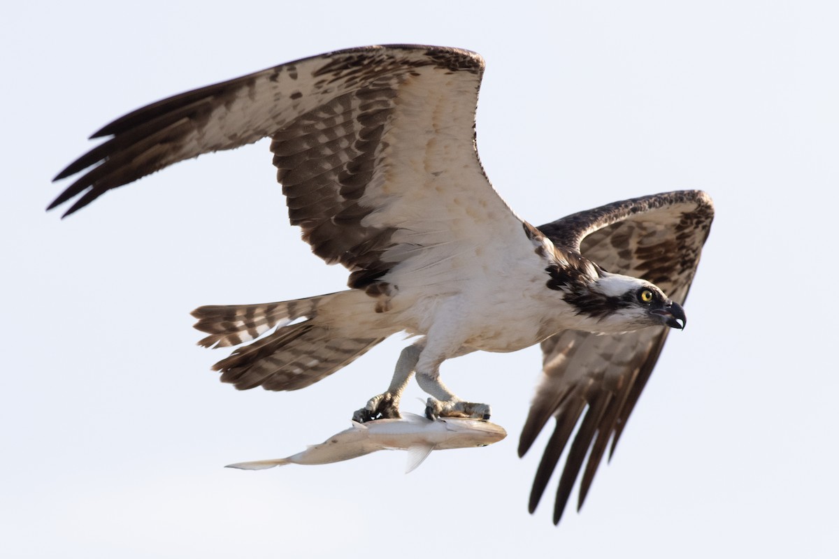 Osprey (carolinensis) - ML620547608