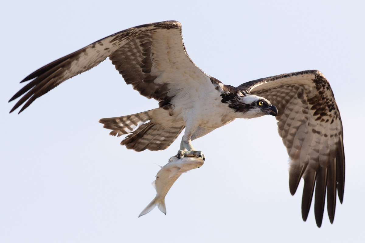 Balbuzard pêcheur (carolinensis) - ML620547609