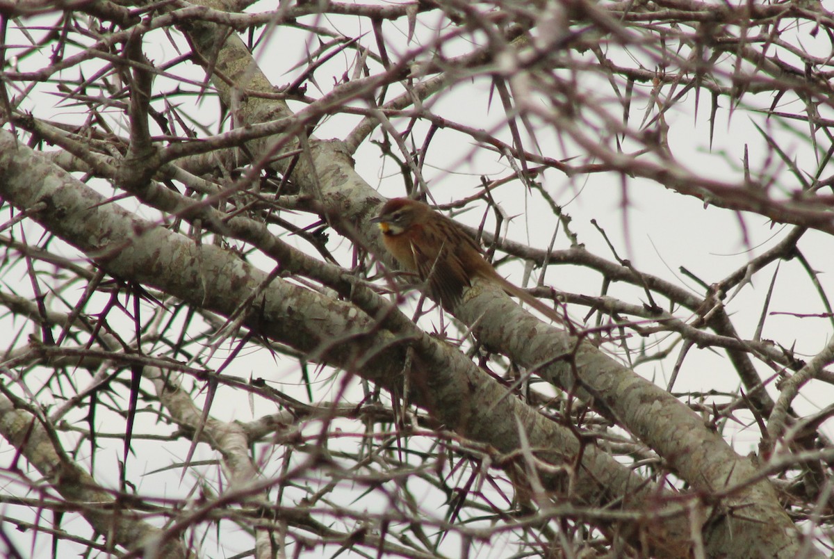 Chotoy Spinetail - ML620547610