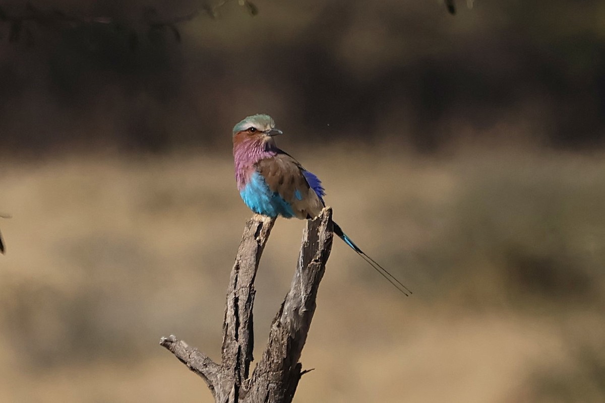 Lilac-breasted Roller - ML620547621