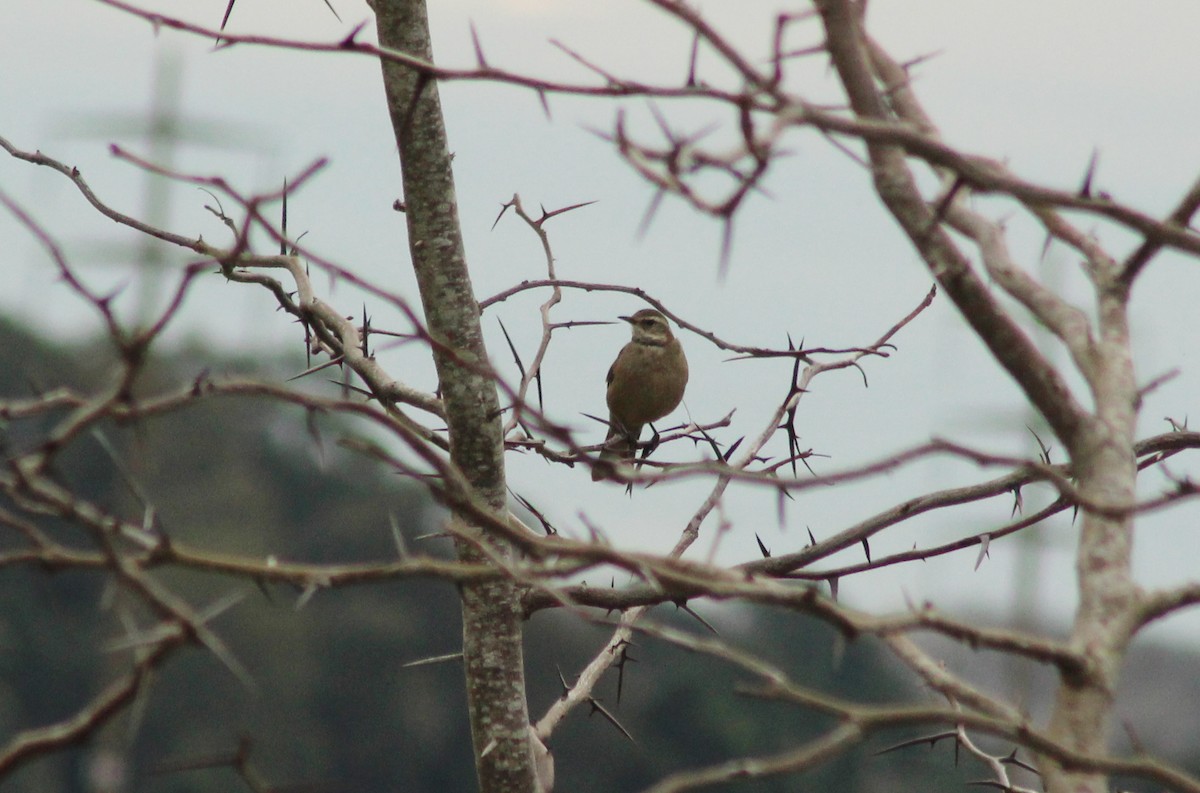 Buff-winged Cinclodes - ML620547624