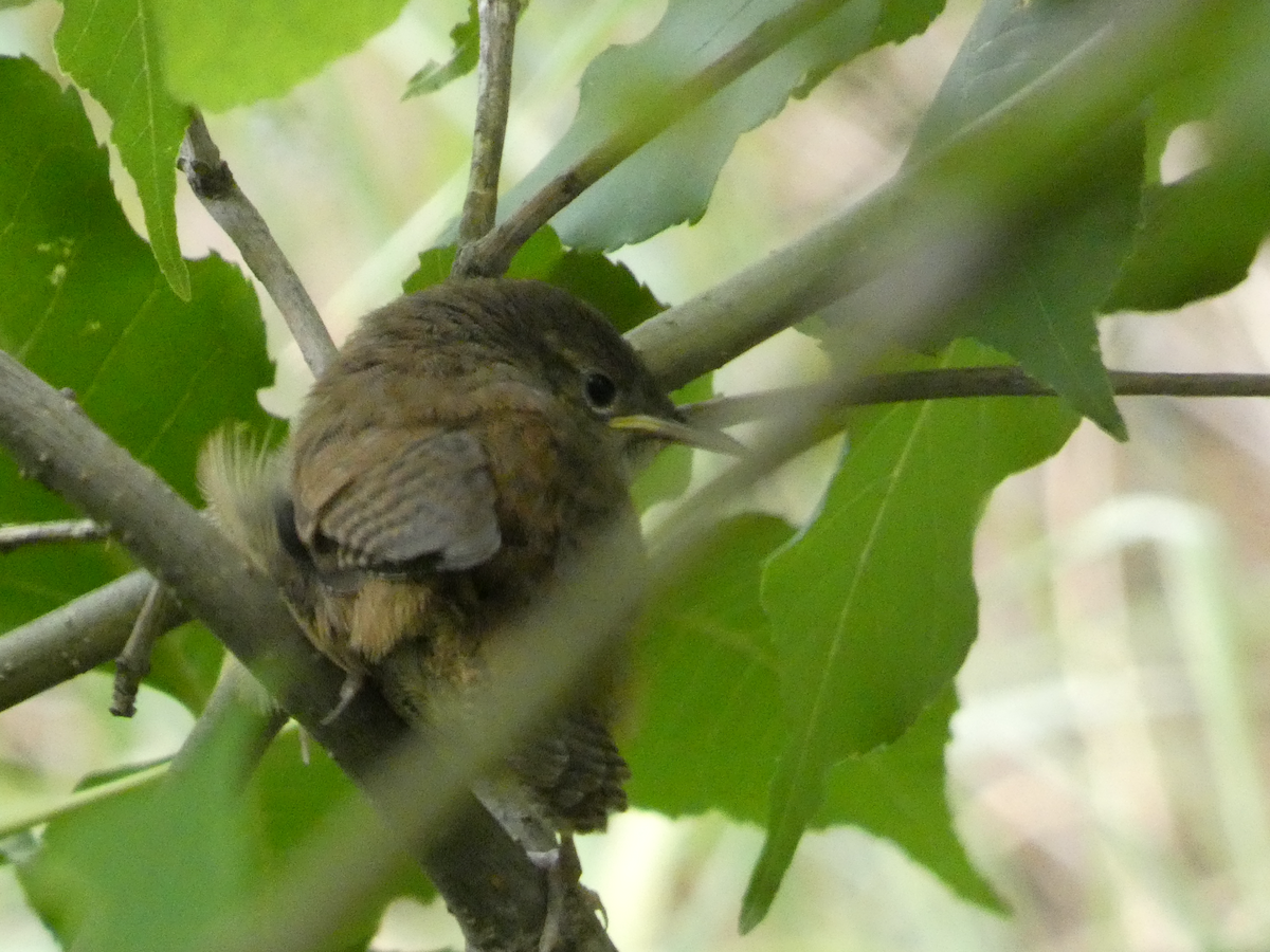 House Wren - ML620547628