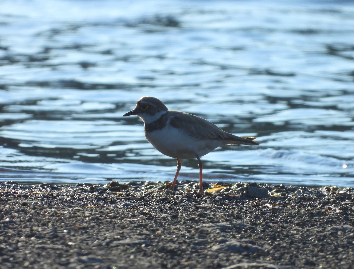 Little Ringed Plover - ML620547632