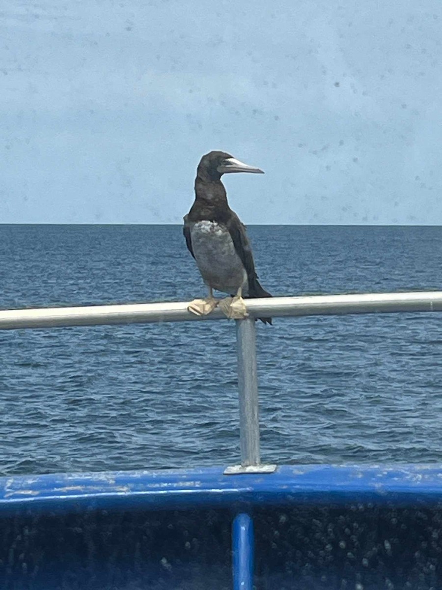 Brown Booby - ML620547638