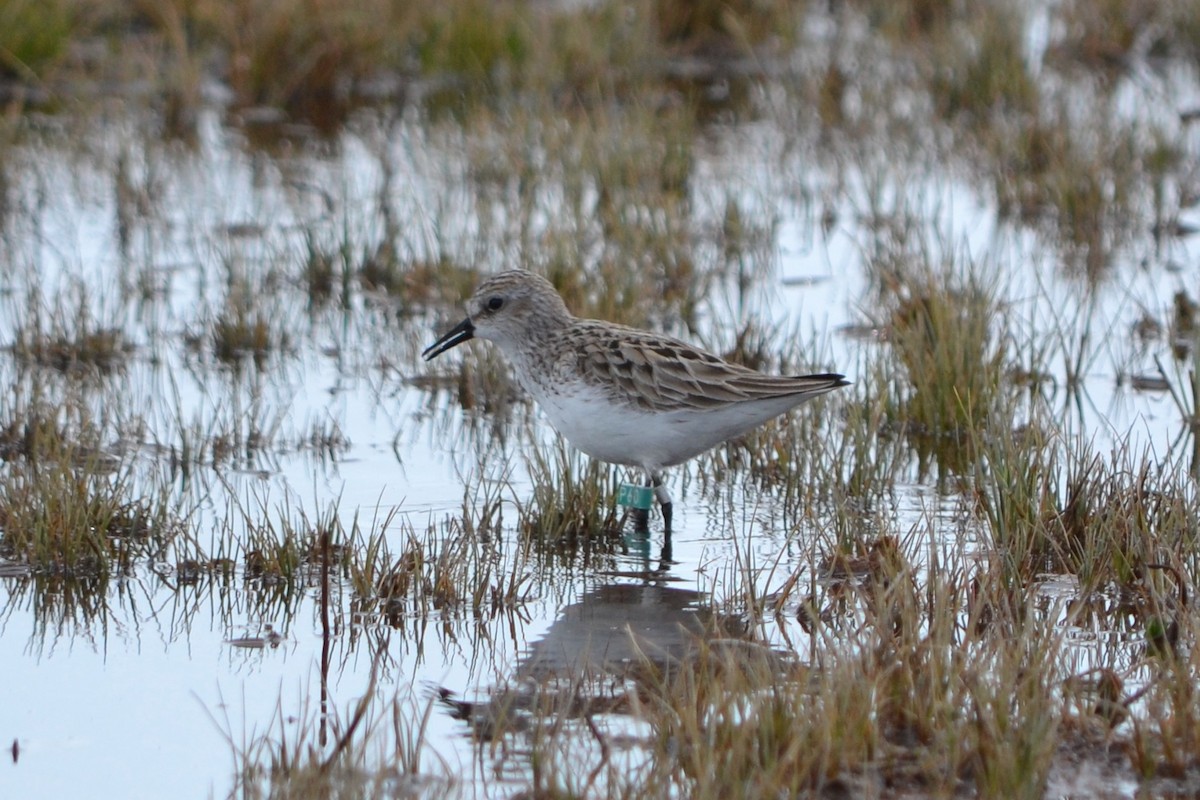 Semipalmated Sandpiper - ML620547641