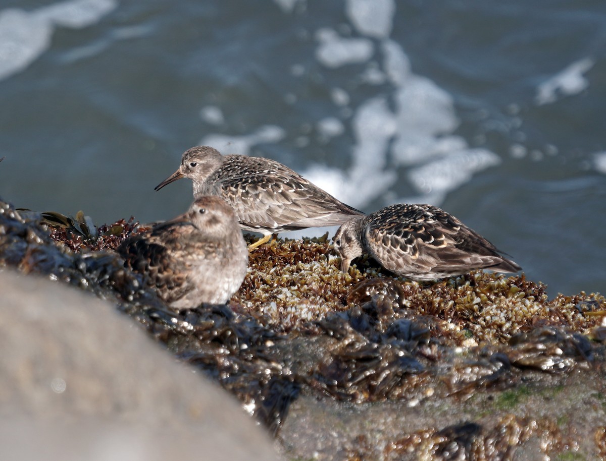 Purple Sandpiper - james barry