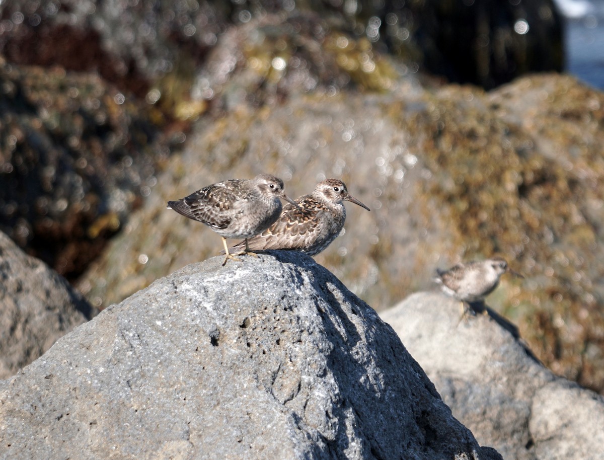 Purple Sandpiper - ML620547646