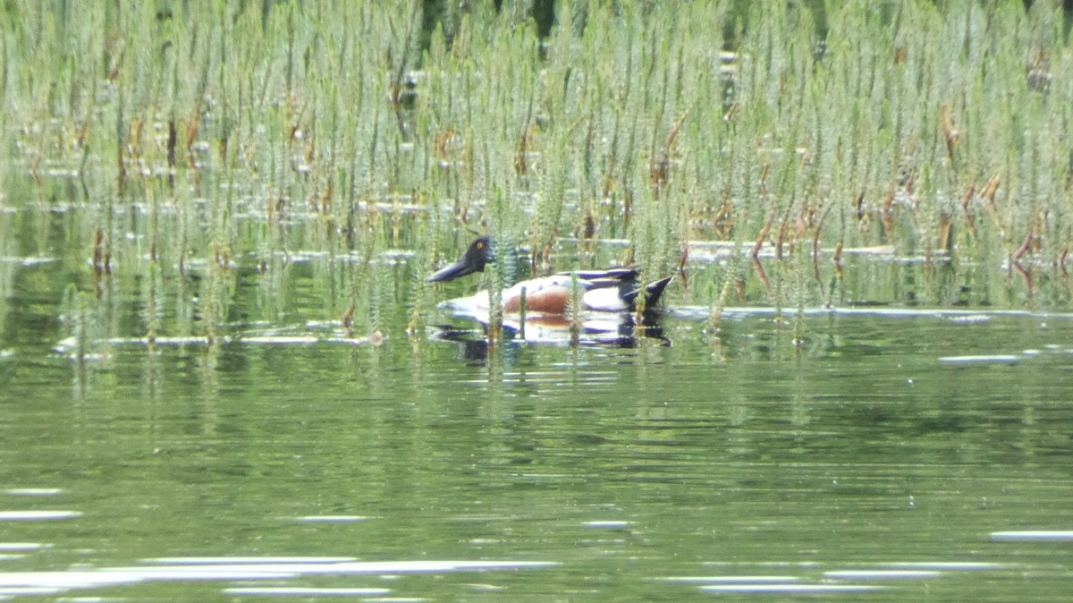 Northern Shoveler - ML620547652