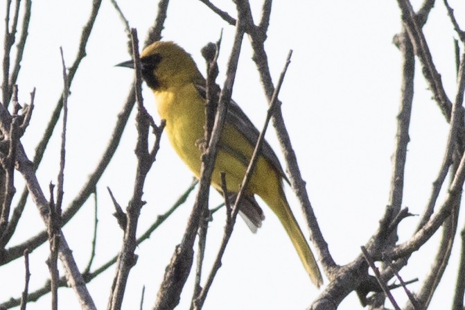 Orchard Oriole - ML620547663