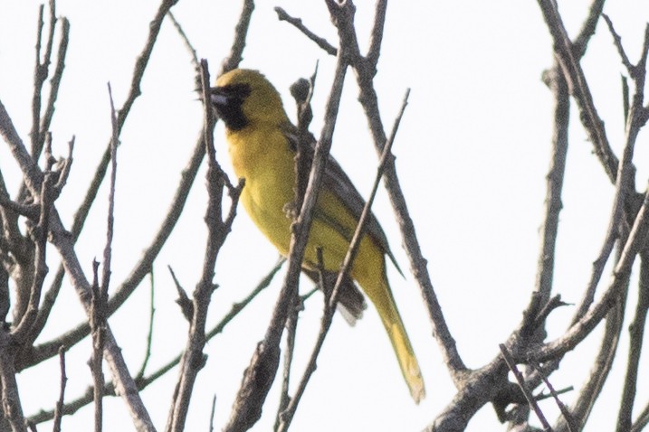 Orchard Oriole - ML620547664