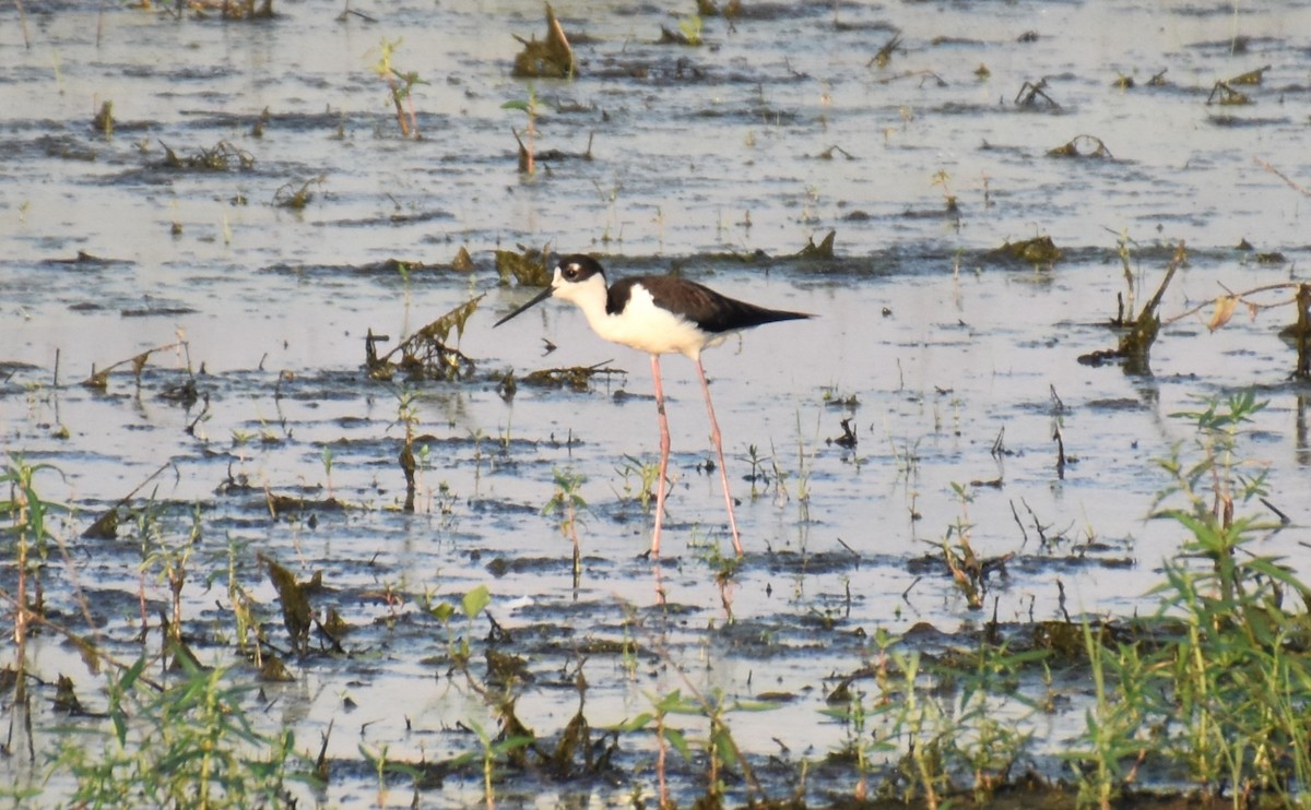 Black-necked Stilt - ML620547666