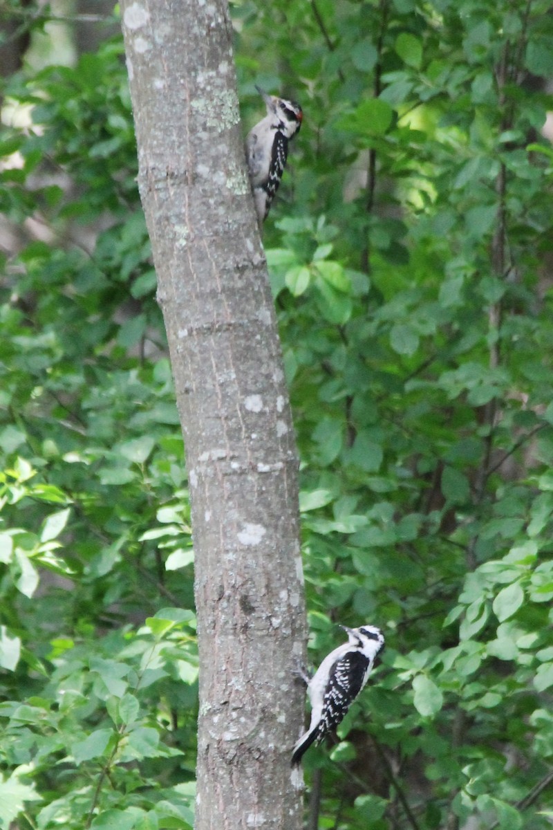 Hairy Woodpecker - ML620547668