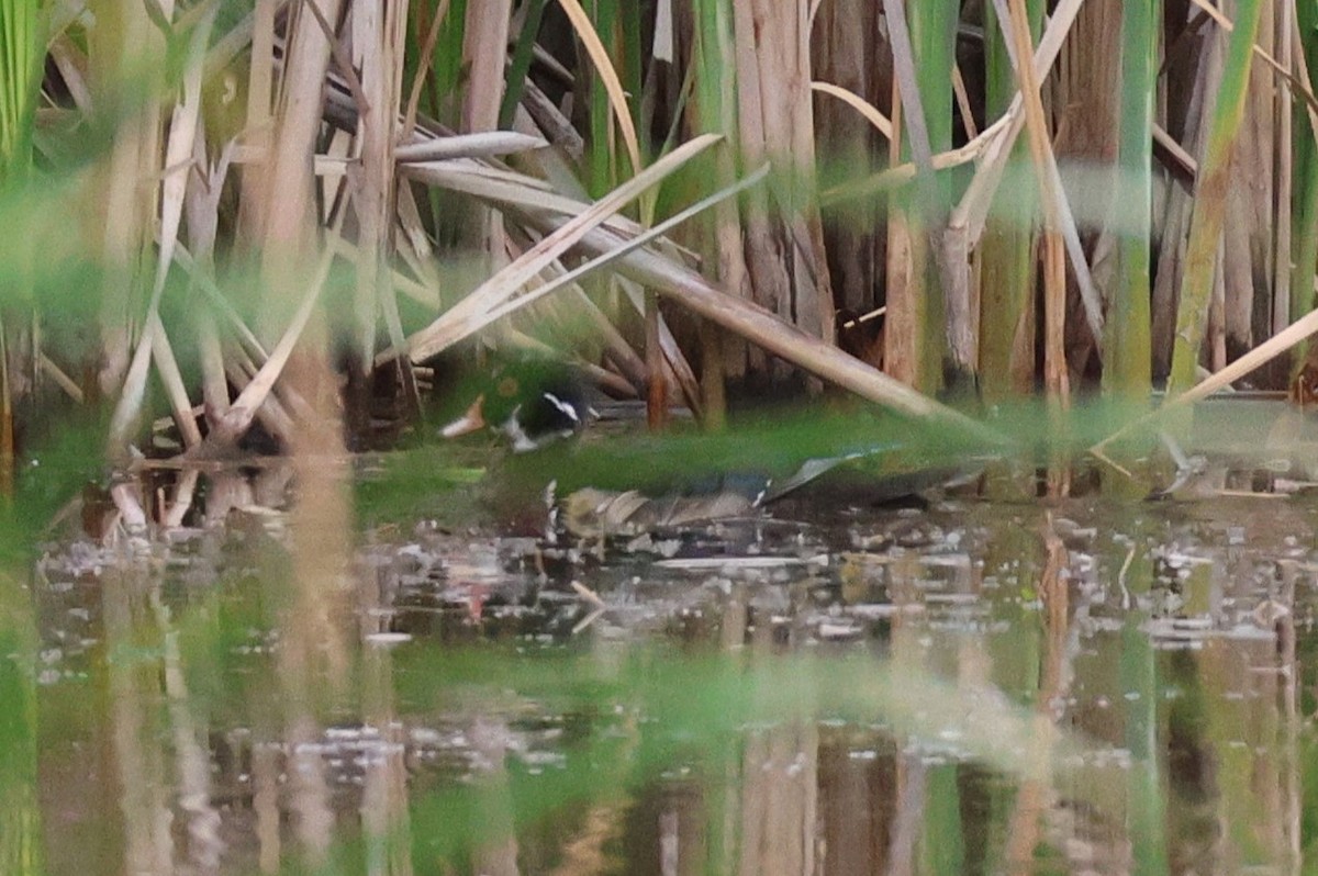 Wood Duck - ML620547676