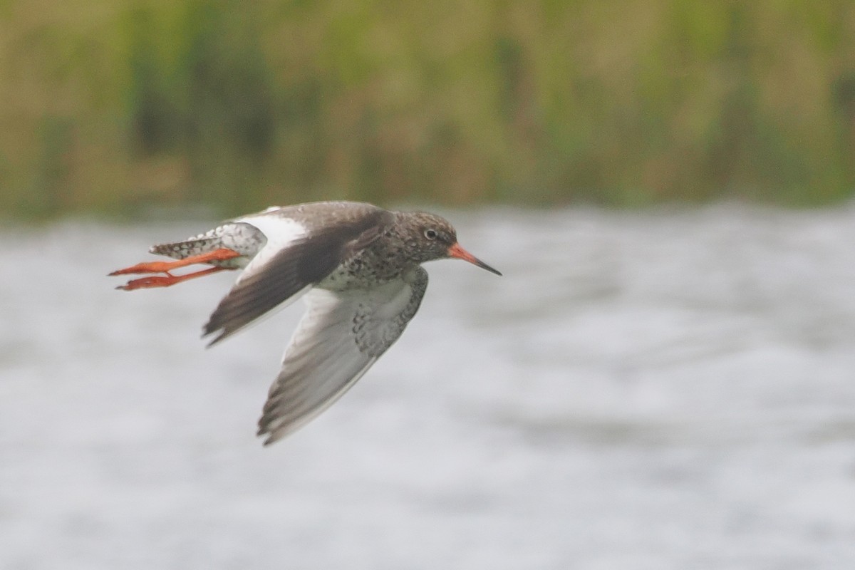 Common Redshank - ML620547677