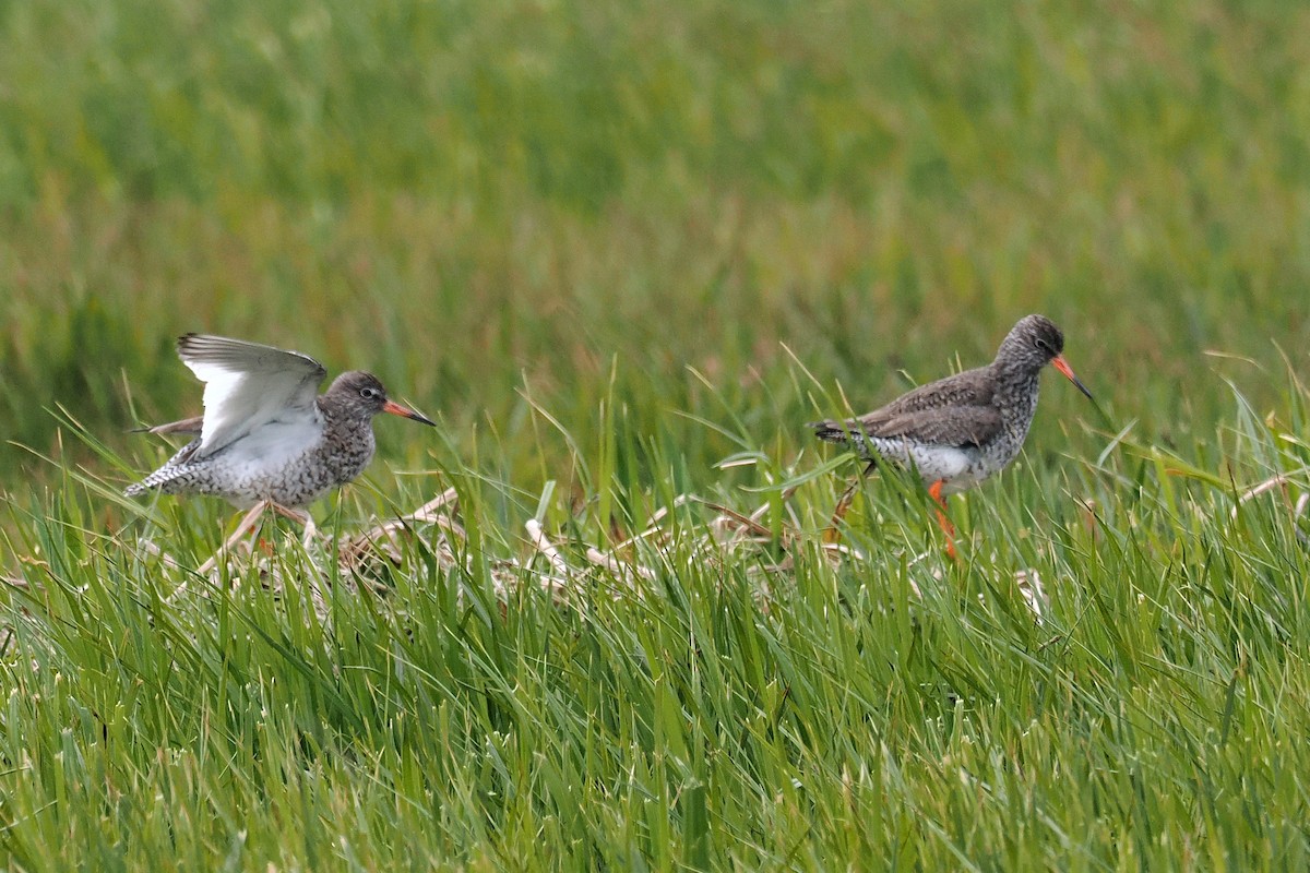 Common Redshank - ML620547680