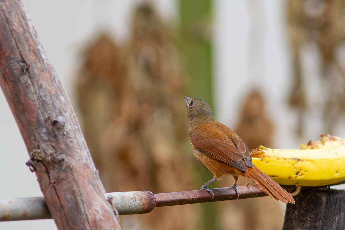 Ruby-crowned Tanager - ML620547685