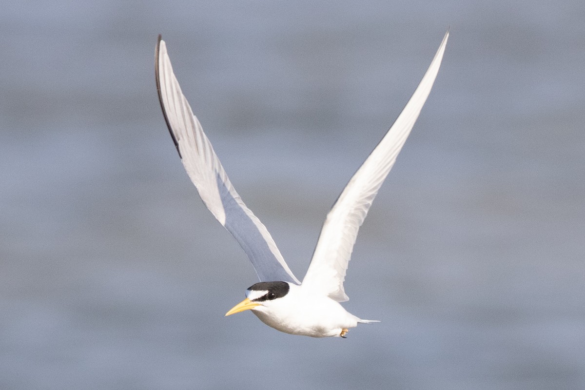 Least Tern - ML620547689