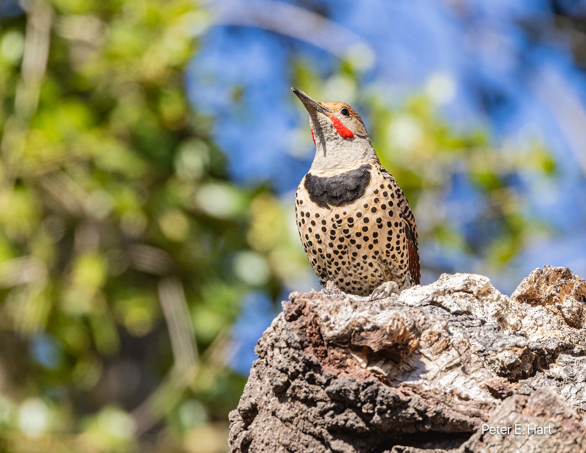 Northern Flicker - ML620547695