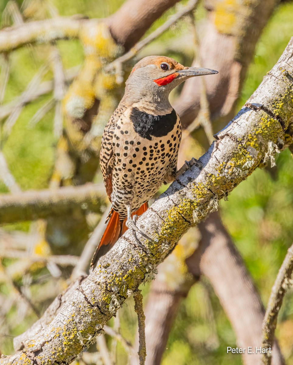 Northern Flicker - Peter Hart