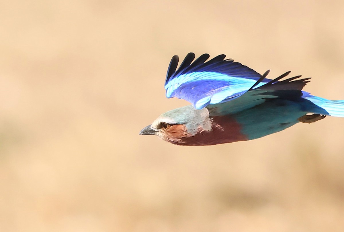 Lilac-breasted Roller - ML620547701