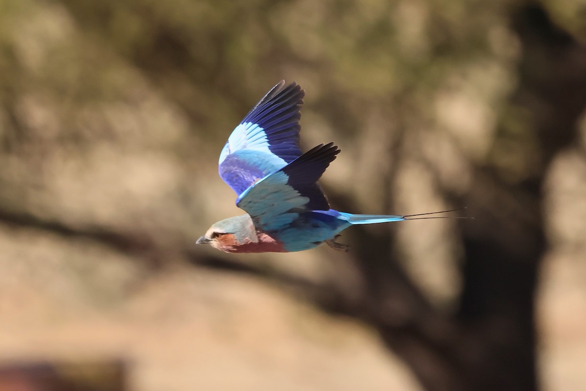 Lilac-breasted Roller - ML620547703