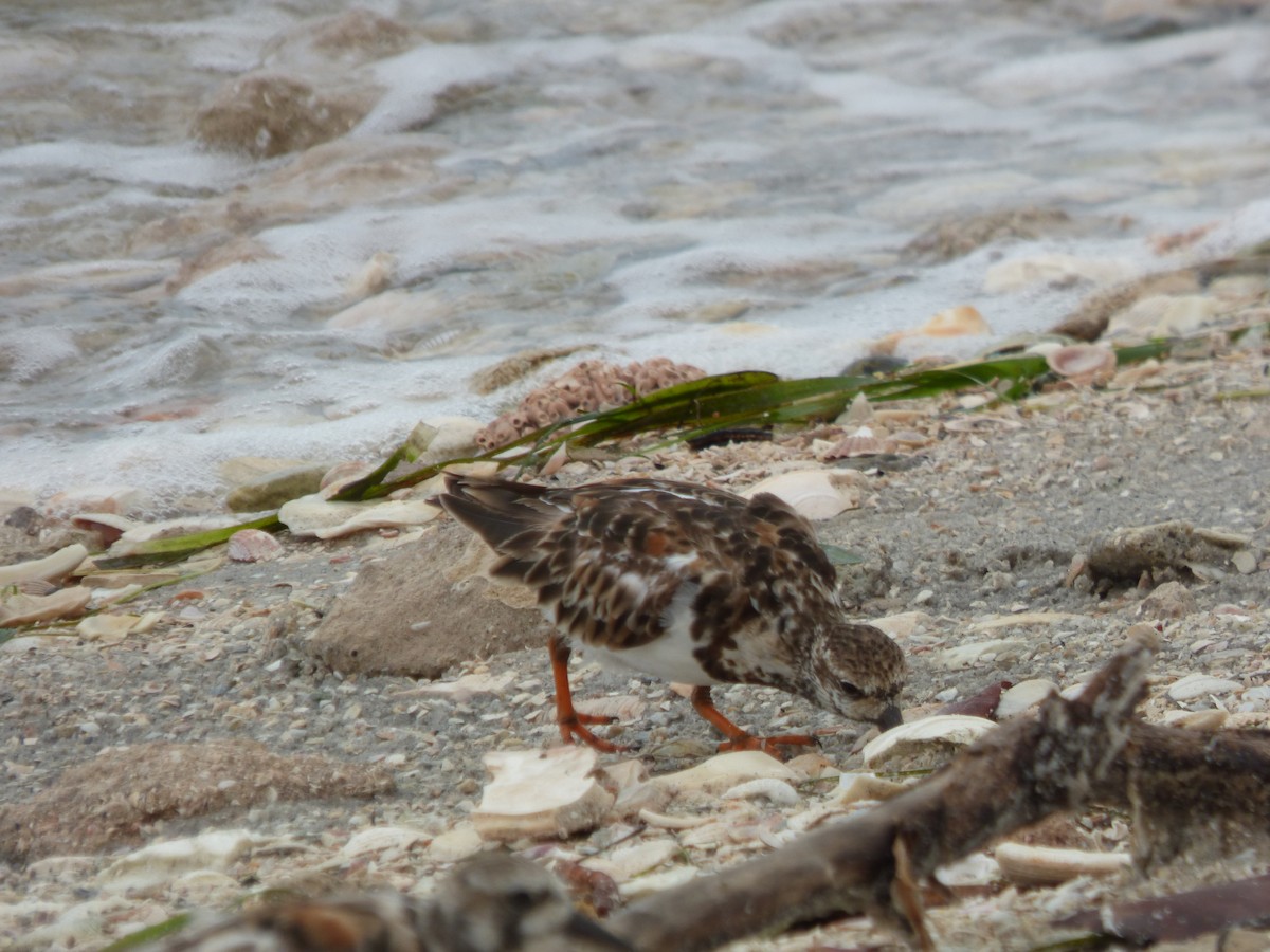 Ruddy Turnstone - ML620547707