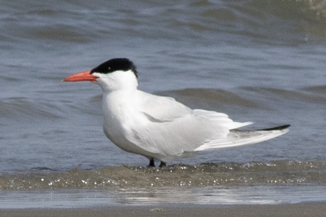 Caspian Tern - ML620547718