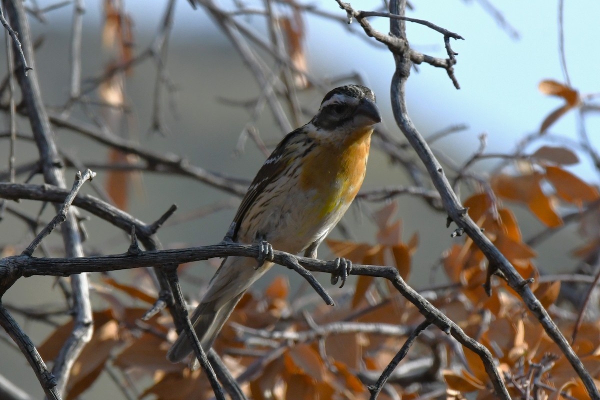 Black-headed Grosbeak - ML620547719