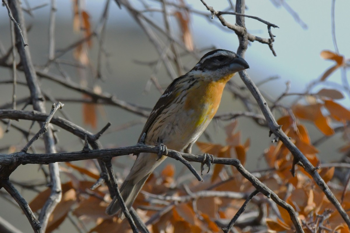 Black-headed Grosbeak - ML620547720