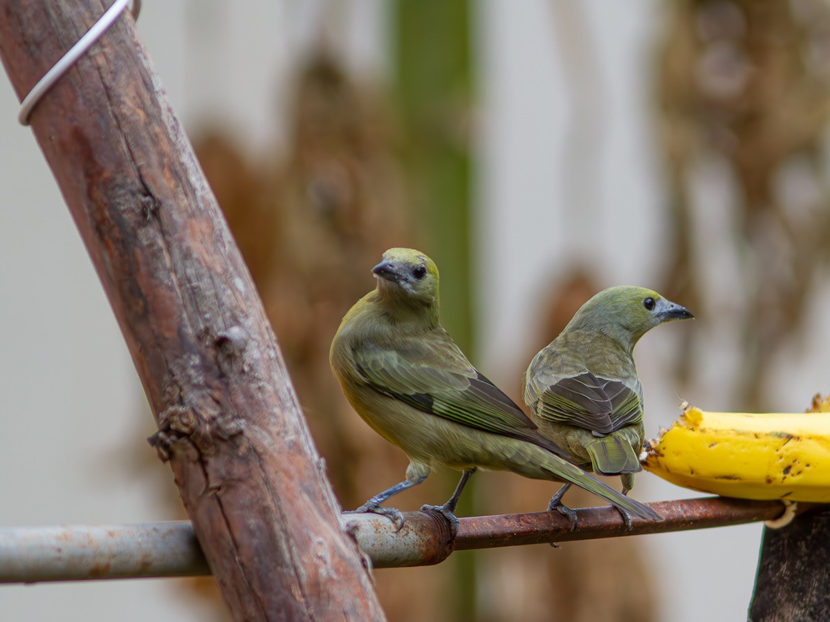 Palm Tanager - ML620547730