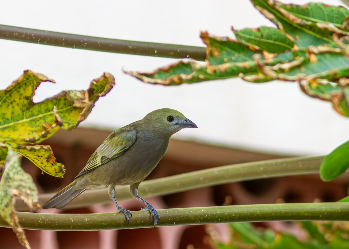 Palm Tanager - ML620547731